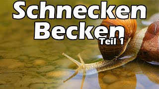 Schnecken  Aquarium Teil 1 82 [upl. by Uon]