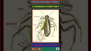 Cockroach Dissection l Biology Practical shorts biology [upl. by Broder]