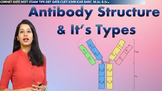 Antibody Structure amp its types I Immunology I Human health amp diseases I CSIRNET NEET GATE IITJAM [upl. by Candice]