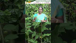 தலைமுடிக்கு கரும்பூலா Phyllanthus reticulatusKarum Poola for black and lengthy hair [upl. by Arikat270]