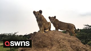 Wildlife photographer captures scene that looks as if from The Lion King  SWNS [upl. by Arracot847]