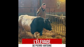 👨‍🌾 PierreAntoine éleveur par passion 🐮 [upl. by Enrique]