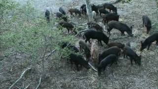 Traditional Hog Hunt [upl. by Huntington]