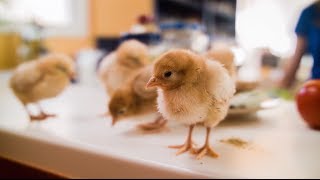 Best Foods amp Hellmanns Baby chicks arent trash [upl. by Blondy478]