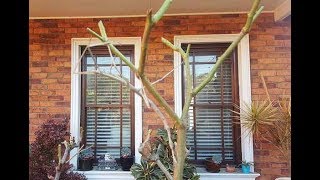 Walking Giant Stick Insect on Rose Plant [upl. by Bigford]