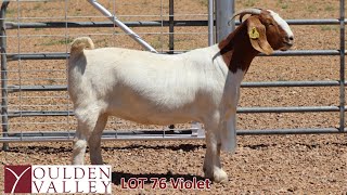 Lot 76 Youlden Valley Violet [upl. by Ayerdna]