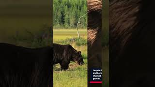 Grizzly Attack in Glacier National Park [upl. by Ecinom]