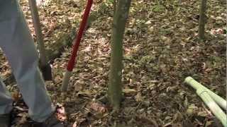 TREE INJECTOR TREATMENT [upl. by Web474]