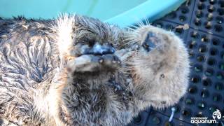 Rescued Sea Otter Munches His Clams [upl. by Amitak]