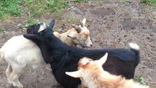 Funniest Goat Video Ever [upl. by Sevein]