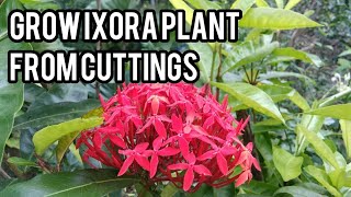 How to grow ixora plants from cuttings [upl. by Emya]