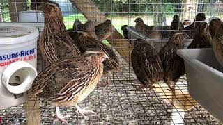 Male Coturnix Quail Calls  Sound [upl. by Jerrie570]