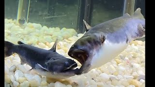 Gulper Catfish Eats Gulper Catfish [upl. by Cilo]