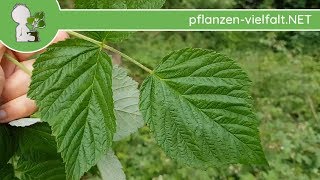 Himbeere  BlattBlätter  100518 Rubus idaeus  Essbare Wildpflanzen bestimmen [upl. by Ecinwahs]