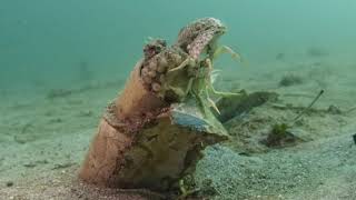 What and How Do Octopus Eat Octopus Eating Crab and Mantis Shrimp [upl. by Nnylecoj]