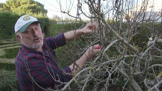 How to prune an advanced pear tree [upl. by Hen]