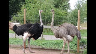 Worlds Largest Bird Ostrich Flightless Bird In Mysore Zoo [upl. by Roche68]