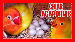 ✅ COMO CRIAR AGAPORNIS PASO A PASO [upl. by Viccora]