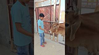 Cow ko bhi bhokh lagi thi 😥 shorts [upl. by Atims]