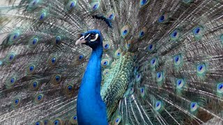 Fancy Peacocks Roam Around the Zoo [upl. by Hittel]