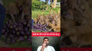 पहली बार बैंगन खाते बंदर को देख रहा हूं 🤯 shorts monkey eating brinjal shortvideo [upl. by Koressa]