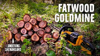 Discovering a Fatwood Goldmine in a Windblown Hemlock [upl. by Rosario350]