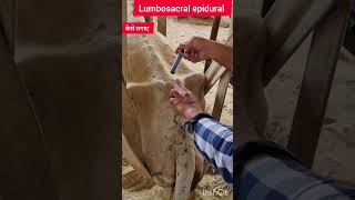 गाय के रीढ़ की हड्डी में टीका केसे लगता हैं  Lumbosacral epidural injection in cow cow shorts [upl. by Volny]