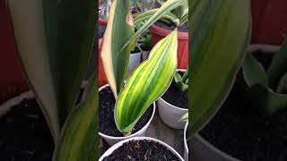 sansevieria varigata cmjadenium tanamanhias sanseveria sansevieria [upl. by Ayote]