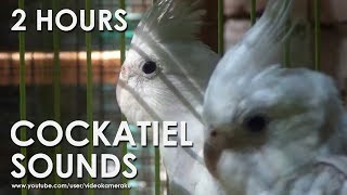 WHITE FACED COCKATIEL SOUNDS HQ Audio  Male amp Female Cockatiels [upl. by Whipple40]