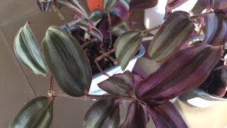 How to Propagate Tradescantia Zebrina  Purple Variety [upl. by Euginomod171]