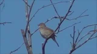 Chiffchaff singing Tjif Tjaf zang [upl. by Airdni]