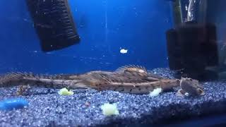 Endlicheri Bichir eating  Nepal scalesandfins [upl. by Cedell965]