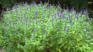 How to Grow Anise Hyssop [upl. by Jens]