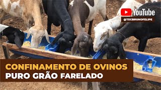 CONFINAMENTO DE OVINOS  PURO GRÃO FARELADOOVELHAS 1 [upl. by Eeniffar487]