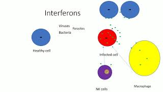 Interferons  Mechanism of Interferons  Functions of Interferons [upl. by Vogeley]