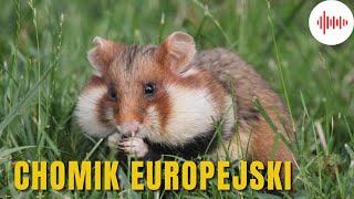 Chomik Europejski Odgłosy Chomika Dźwięki Chomika Jak robi Chomik Odgłosy jakie wydaje Chomik [upl. by Asaph]