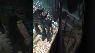 Feeding the sons tank Rope fish just cruising fishfeeding ropefish aquarium fish [upl. by Aivatnuhs]