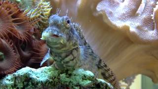 Salarias fasciatus Lawnmower Blenny [upl. by Hollenbeck27]