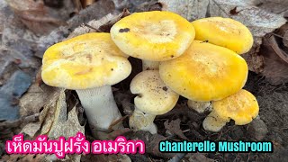 เก็บเห็ดมันปูฝรั่ง อเมริกา Chanterelle Mushroom [upl. by Ittocs]