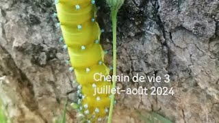 Chemin de vie 3 énergie des lettres hébraïques et tarot de Marseille juilletaoût 2024 [upl. by Esimorp]