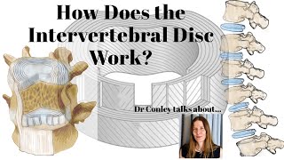 How Does the Intervertebral Disc Work [upl. by Anh]