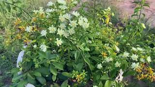 Pereskia aculeata เปเรสเกียดอกหอม ไม้เลื้อยตัวนี้เป็นไม้เถาว์ ออกดอกตลอด ดอกหอมกรุ่นเหมือนดอกวาสนา [upl. by Daza]