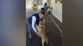 Ladera Heights family reunited with French Bulldog [upl. by Llerral]