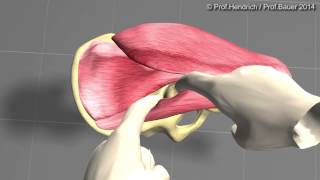 Künstliche Hüfte  minimalinvasive OP Langversion von Prof Christian Hendrich [upl. by Sjoberg]