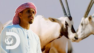 Wildlife Experts Help Repopulate The Once Extinct Arabian Oryx l Wild Dubai [upl. by Ecreip989]