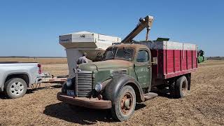 1947 International Grain Truck Hauling Becks Soybeans [upl. by Jorey]