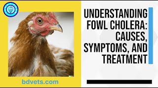 Understanding Fowl Cholera Causes Symptoms and Treatment [upl. by Aihcats834]