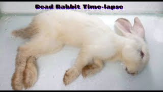 Dead Rabbit Timelapse [upl. by Etsirhc647]