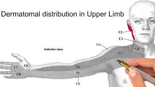 dermatomes of upper limb [upl. by Wun]