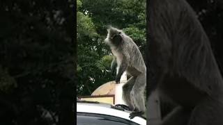 Monkey vs monkey fight🤣 shorts viral trending [upl. by Denoting31]